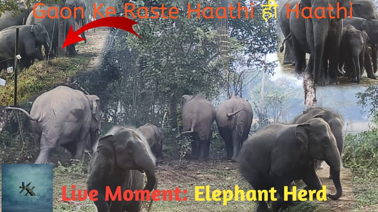 Rare Village Elephant Scene | Gaon Ke Raste pe Haathi @DDWildAnimal 