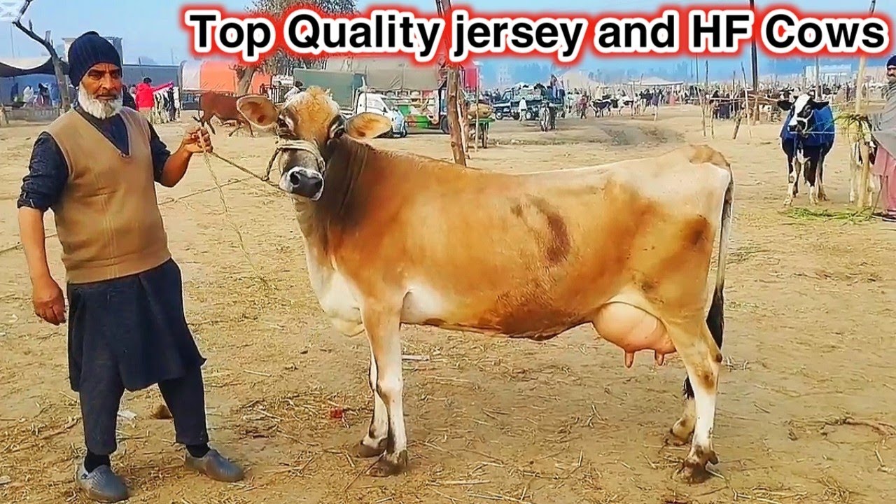 29-01-2025 jersey and imported Cross MilkingCows Fresh Rate on Gondal Mandi!Gondal Mandi New update!