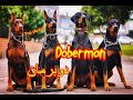 Top 100 Photos De Chiens Doberman أفضل 100 صور كلاب الدوبرمان