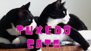 Are Tuxedo Cats the Smartest?