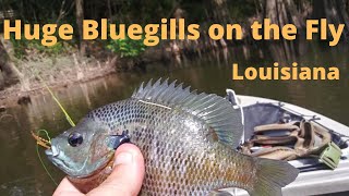 HUGE Bluegills on the Fly
