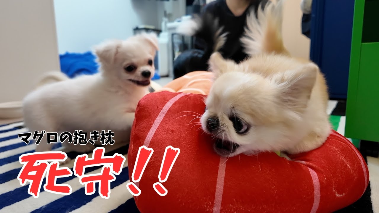 購入品紹介のはずがおもちゃをかけた仁義なき戦いが始まりました