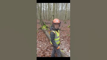 HOW TO FELL A SMALL TREE - Teaching my son - @husqvarna Chainsaw #treefelling #logging #howto