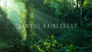 Tranquil Rainforest Ambience & Sounds | 20-min Nature Escape