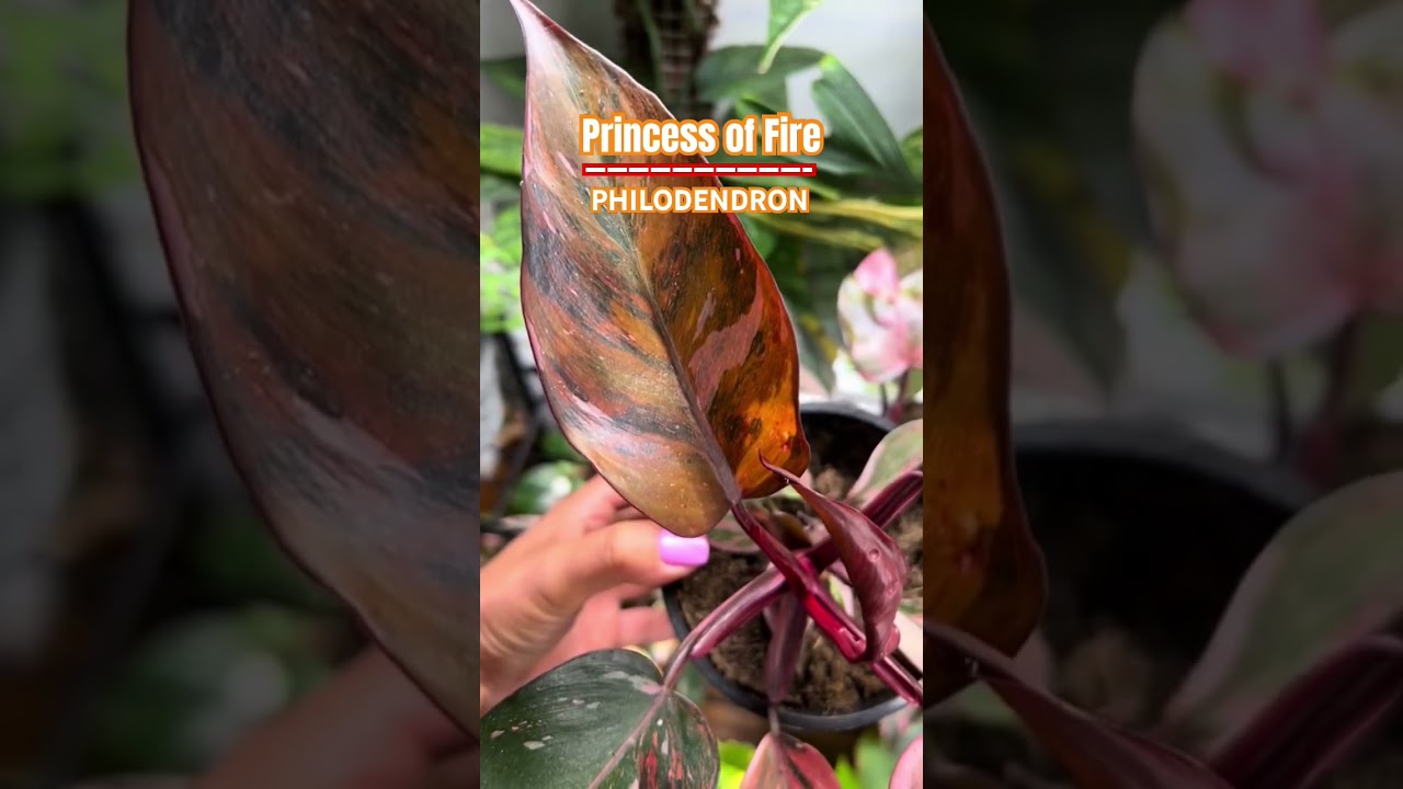 Princess of Fire Philodendron cc to strokemyleaves #plantidentification  #herbstories #shorts #short - YouTube
