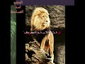 اجمل صور للأسد مع غنيه شيعيه انت الأسد معروف منك يخاف الخوف حلات وتس اب اجمل صور للأسد مع غنيه شيعيه انت الأسد معروف منك يخاف الخوف حلات وتس اب