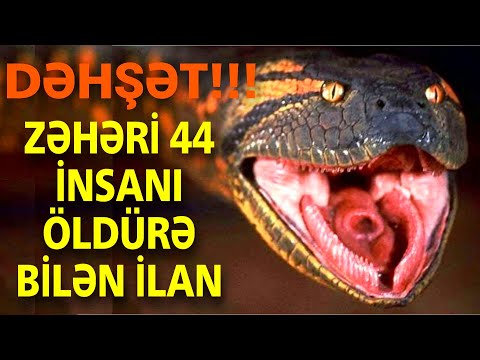 Video: Bilbergia (31 şəkil): Evdə əkin Və Qulluq Incəlikləri. Zəhərli Ya Yox? Bilbergiya, Möhtəşəm Və Digər Növlərin Sarkması Xüsusiyyətləri