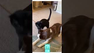 Lustige Katzen in verrückten Videos - FUN Folge 30 #shorts #funny #cats #cat #cute