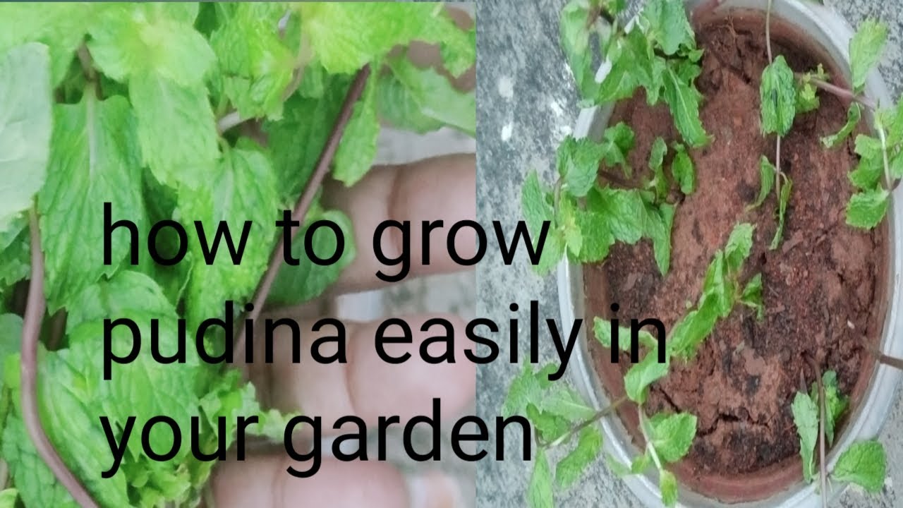 how to grow pudina easily garden YouTube