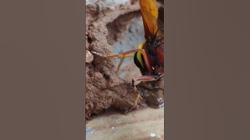 A Potter Wasp building mud nest. #wasp  #naturephotography  #nests  #buildings