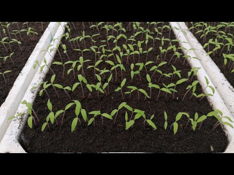 Video: Kako posaditi paprike za sadnice kod kuće