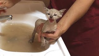 Dirty Rescued Kitten grows up story: Amazing growth from 1 month to 35 months