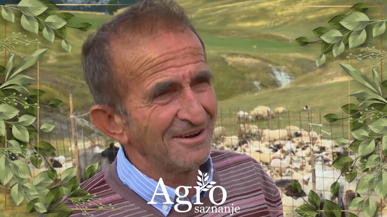 AGROSAZNANJE - Farma Bata Bulatovića sa Lukavice od 1200 ovaca