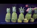 EasySlice Vs. 5 Pineapples