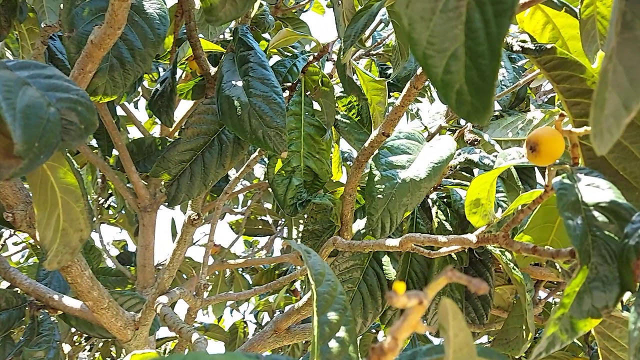 Quanto Tempo Leva Uma Nespereira A Dar Fruto
