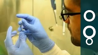 'Heart-on-a-chip' could replace animals in drug development