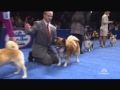 The National Dog Show '14