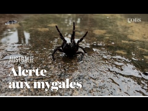 Vidéo: En Australie, Un Troupeau Géant D'araignées A Capturé Le Parc, Fuyant Les Inondations - Vue Alternative