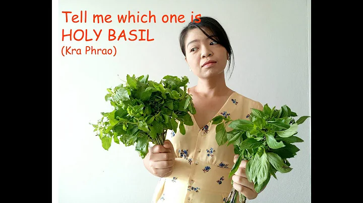 Tell me which one is HOLY BASIL (Ka Phrao)