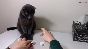 Smart cat plays shell game!
