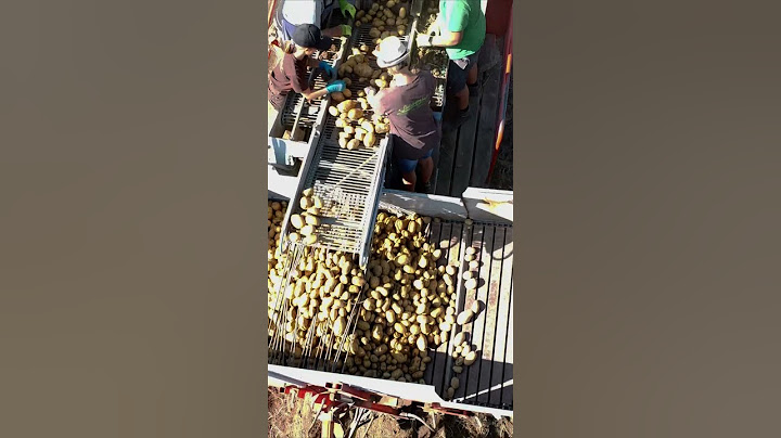 Kartoffeln ernten #Kartoffeln#ernten#Sulzburghof#Landwirtschaft#