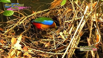 Blue-winged Pitta feeding babies