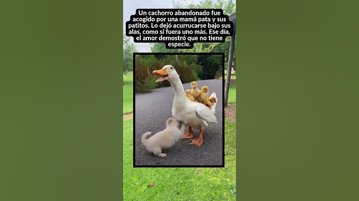 Un Cachorrito Encuentra una Familia Muy Especial 🐶🦆❤️ #emocionante #animaleslindos #historiasreales