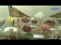 В выставочном зале Кировского зоологического музея открылась выставка ракушек (ГТРК Вятка)