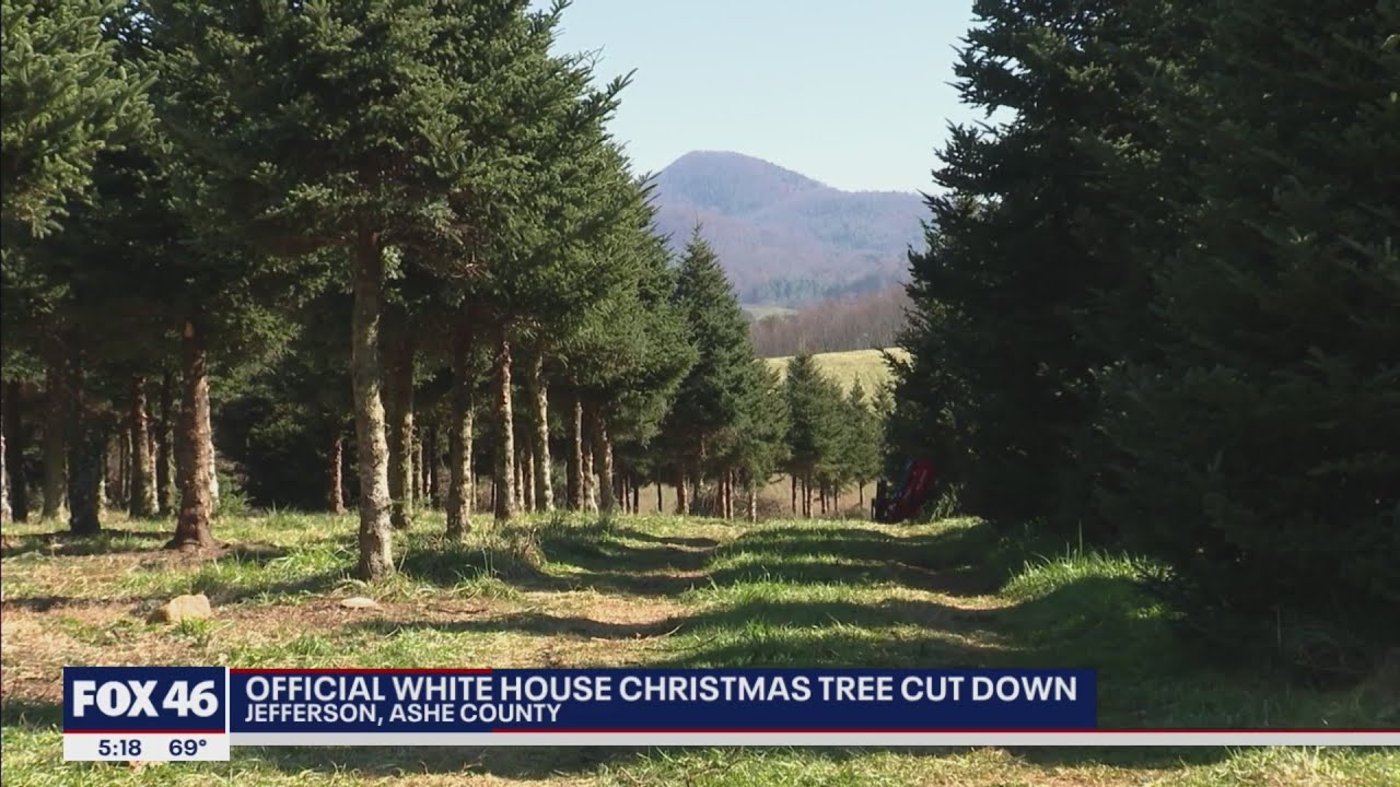 Christmas tree grown at NC family farm heads to White House - YouTube