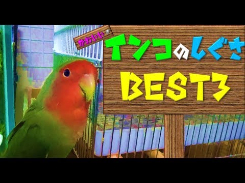 コザクラインコのかわいい仕草 Best３ Youtube