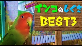 コザクラインコのかわいい仕草 Best3 Youtube コザクラインコのかわいい仕草 Best3 Youtube