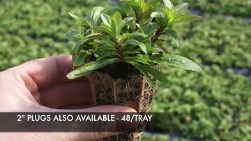 Growing Colors™ Plug and 1 and 2 Gallon Production