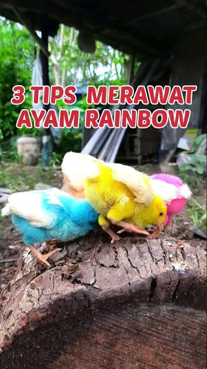 3 Tips Merawat Ayam Pelangi | Ayam Warna Warni #ayampelangi #bebekangsa #animalcute
