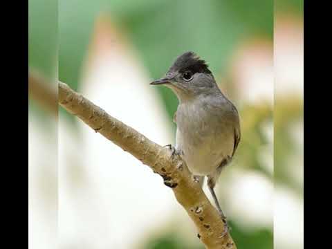 صوت تيان للصيد