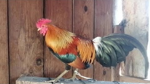 qaib dib qaib A cuab tuaj zoo thib ib