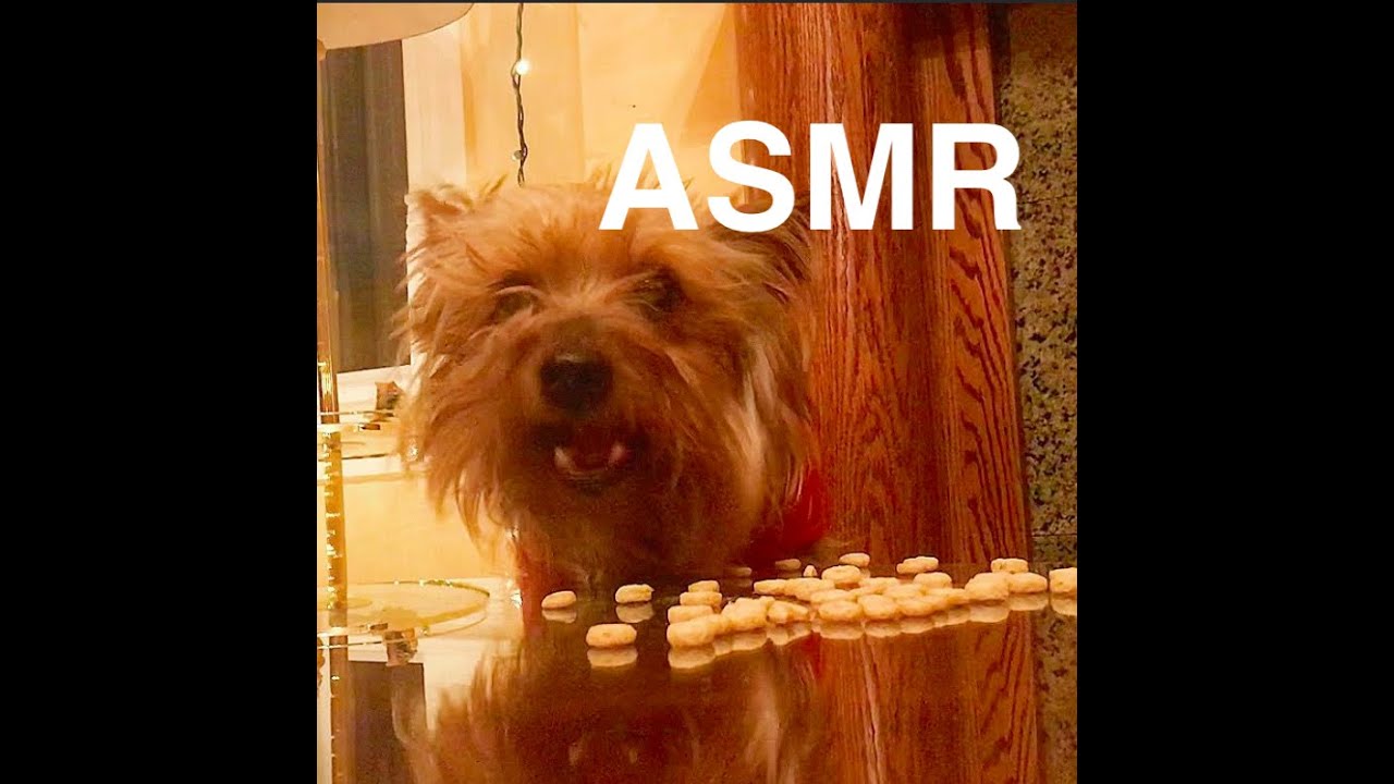 ASMR Yorkie Dog Eats Crunchy Cereal - YouTube