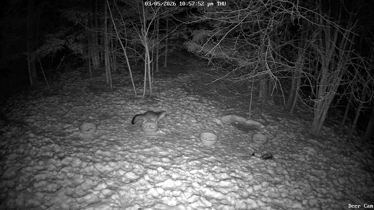 Red Fox 3-05-2026 10:54 PM