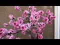 Bonfire dwarf ornamental peachflowering tree part 2 the full bloom prunus persica