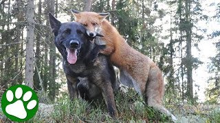 Wild Fox And Tame Dog Becomes Friends Against All Odds