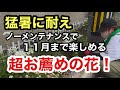 【最強の夏〜秋に咲く花】今年も植えました！