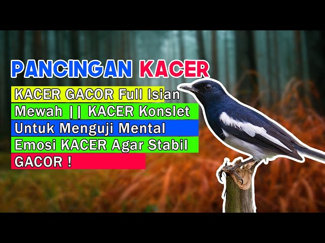 KACER GACOR Full Isian Mewah || KACER Konslet Untuk Menguji Mental Emosi KACER Agar Stabil GACOR ! class=