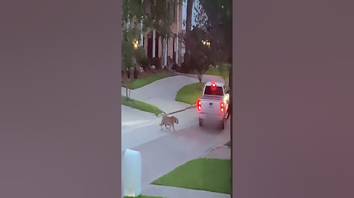 Tiger On The LOOSE Locks Down Texas Suburb | A&E #shorts