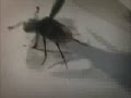 Majskarabo