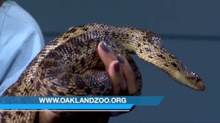 California gopher snake featured on wildlife wednesday