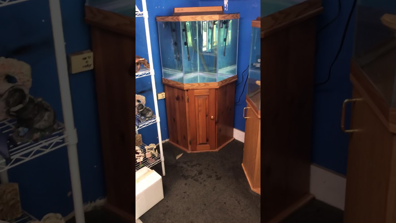 44 gallon corner Pentagon aquarium fish tank complete set up 400 YouTube