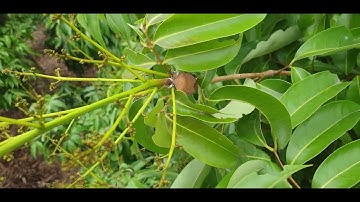 3 LOẠI HOA VẢI THIỀU LỤC NGẠN RA TUA TỦA I NÚI ĐỒI LỤC NGẠN