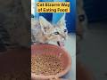 Unique Way of Cat Eating 🐈 🥪🍞/#shorts #cute #youtubeshorts #cat #love