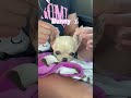 Puppy,bear,bunny, yoda,seal #puppy #shorts #chihuahua #funnydog