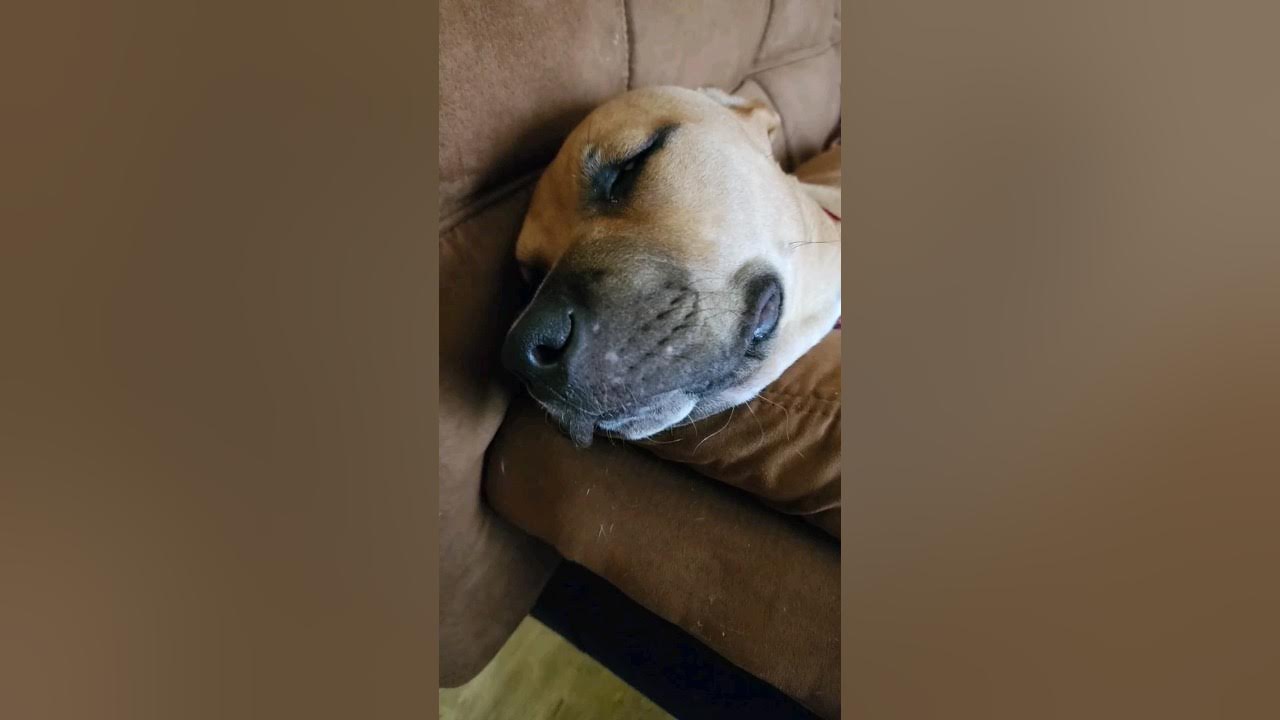 You're bothering me, mom 🙄! dogs sleep cute followourpage YouTube