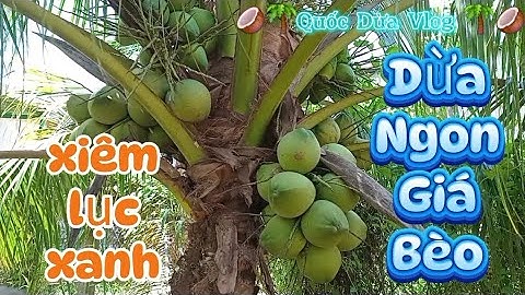 Nay Quốc dừa hái vườn xiêm xanh xiêm nhỏ.dừa rất ngon mà giá bèo #quocduavlog 